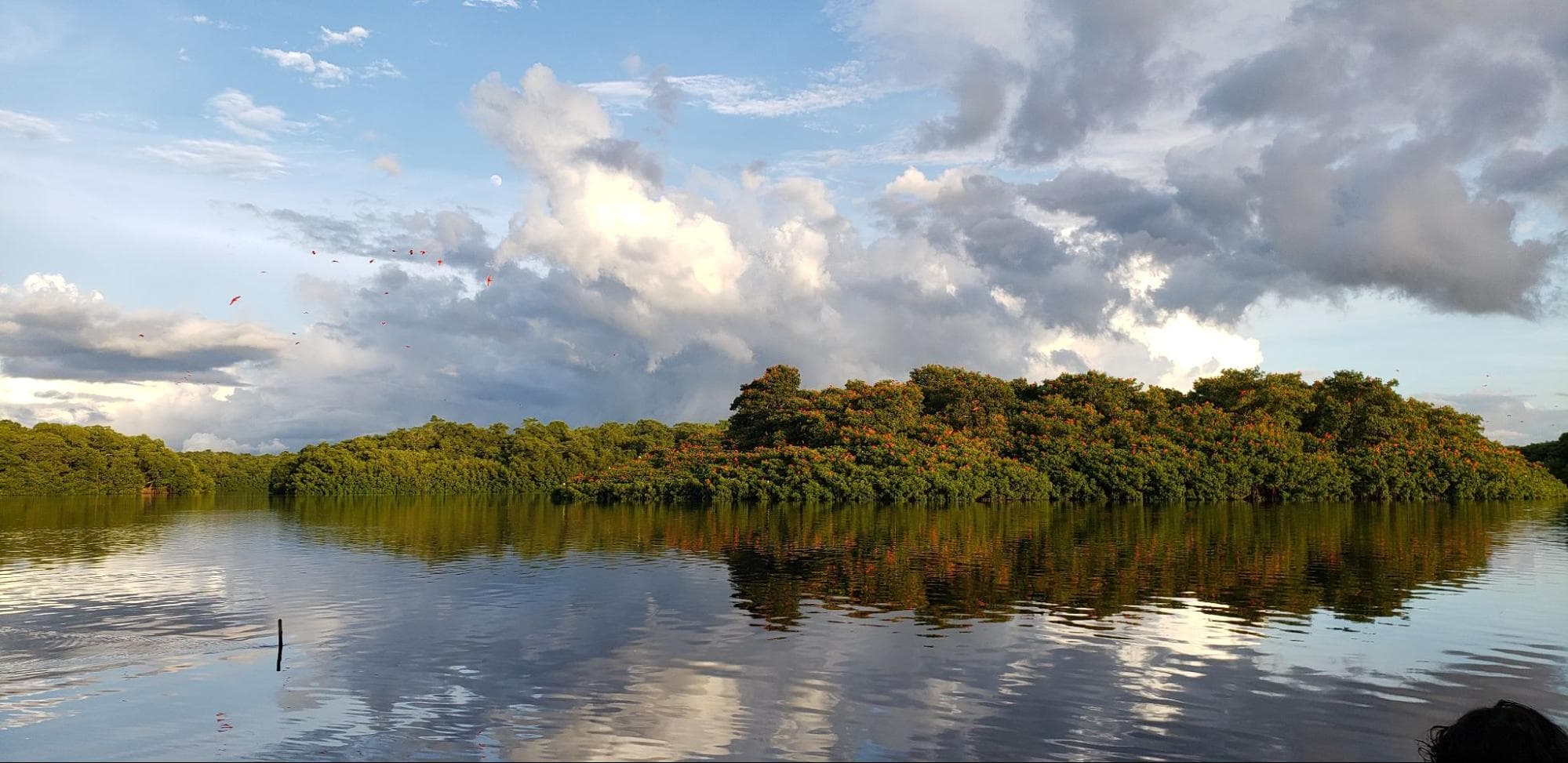 Scarlet Ibis in the mangroves